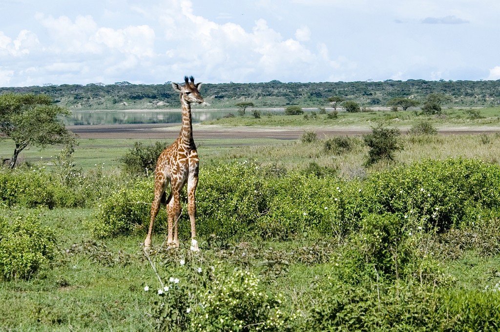 Ndutu Giraf01.jpg - Giraffe (Giraffa camelopardis), Tanzania 2006
